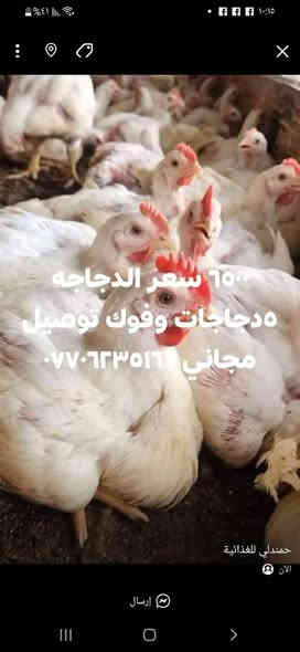 ٦٥٠٠ سعر الدجاجه ٥دجاجات وفوك توصيل مجاني ***********
