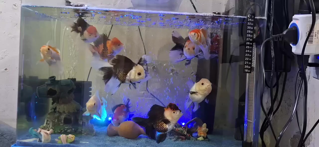 حوضين للبيع
كامل كل نقص مابي 
سمك اورندا اصليات ثري كلر تايلندي عدد٨
كوفش عدد٣
ماطور هواء
فلتر اسفنجي
شلال اناره
بور هيد دبل
هيتر ٢٠٠ واط
كانستر 
رمل ٤ كيلوات معه تحفيات 
محرار 
عنوان الشعب ***********
