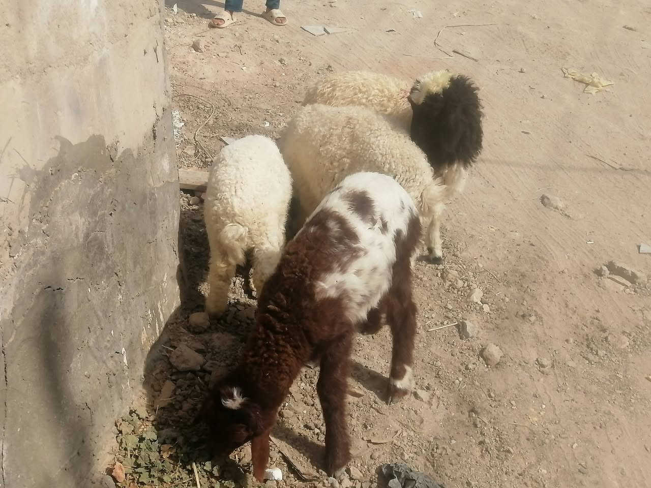 طليان لبيع العدد ٤ شرط الصحاه الجني مكفولات صحيات نضيفات مناسبات ١فحل و٣ نثايه يرهمن نذر يرهمن جني
المكان دوانيه قضاء الشاميه
السعر الوحد ١٧٥ بيهن مجال للشراي يخابر بيه خير ويدلل ***********
طليان لبيع العدد ٤ شرط الصحاه الجني مكفولات صحيات نضيفات مناسبات ١فحل و٣ نثايه يرهمن نذر يرهمن جني
