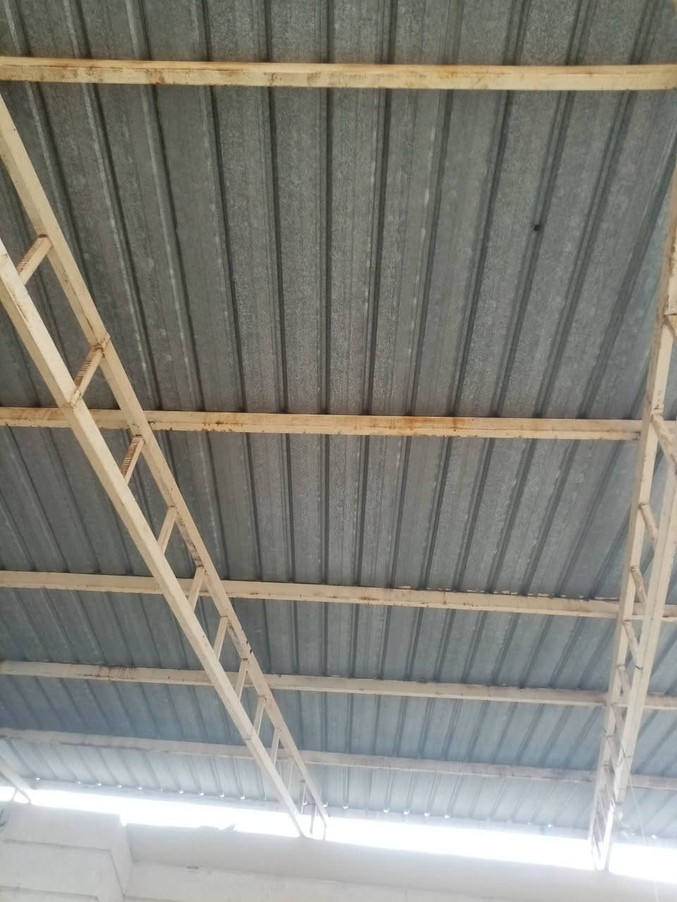 سقفية جينكو للبيع
للتواصل ***********
