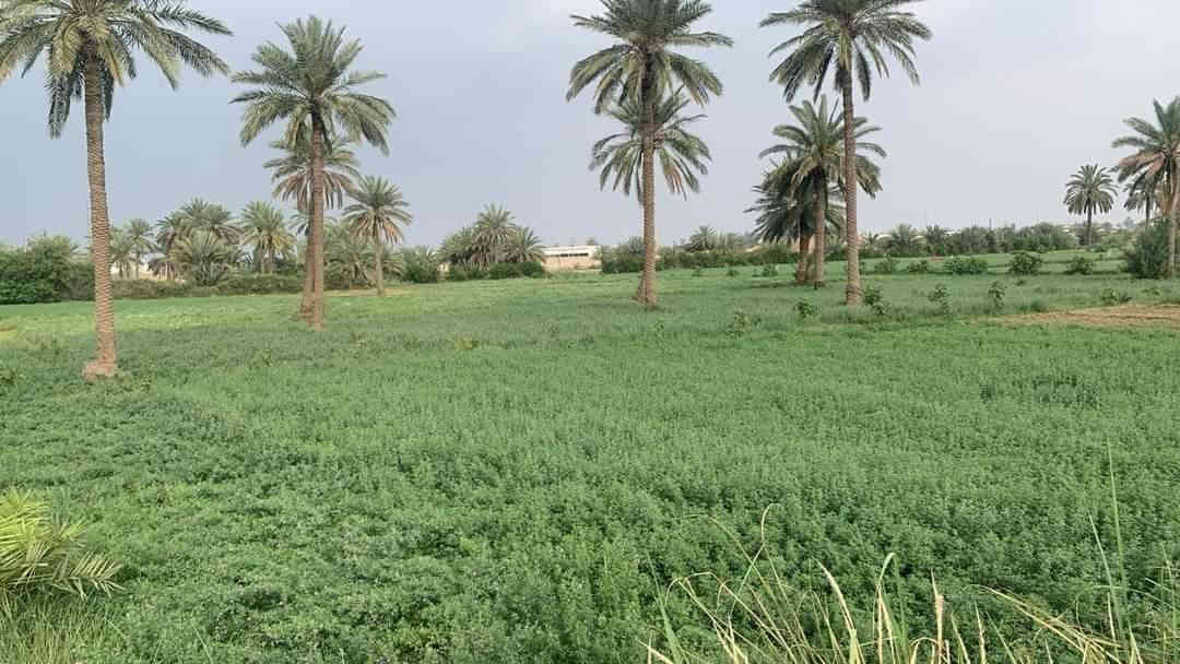 اخويه العزيز جايبلك عرض ابد ميضيع ✅
جايبلك 5 دوانم سعرهن كلهن ب 35 فرصه ذهبيه
يعني ال 5 دوانم شلعه ب 35 مليون فقط تواصل 
*********** متوفر واتساب بلأرقمام التاليه
 طابو سند 25 اصولي على شارع 10 مترات وواجهيه
الدونم الواحد 50×50 مربع منطقة امينه وسكينه
وزراعيه العنوان تاجي مقابيل مدينه سبع البور 
منطقة الشيخ عامر بلعيساويه خلف السور كامله
خدمات تفتر المنطقة كلهه وما تلگه بهيج سعر
والارض طابو سند 25 فتح بيان بأسم المشتري
 تواصل واتساب متوفر بلرقم *********** ✅
