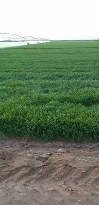 واسط قضاء الأحرار • ١٩٠ دونم • مرشة محورية