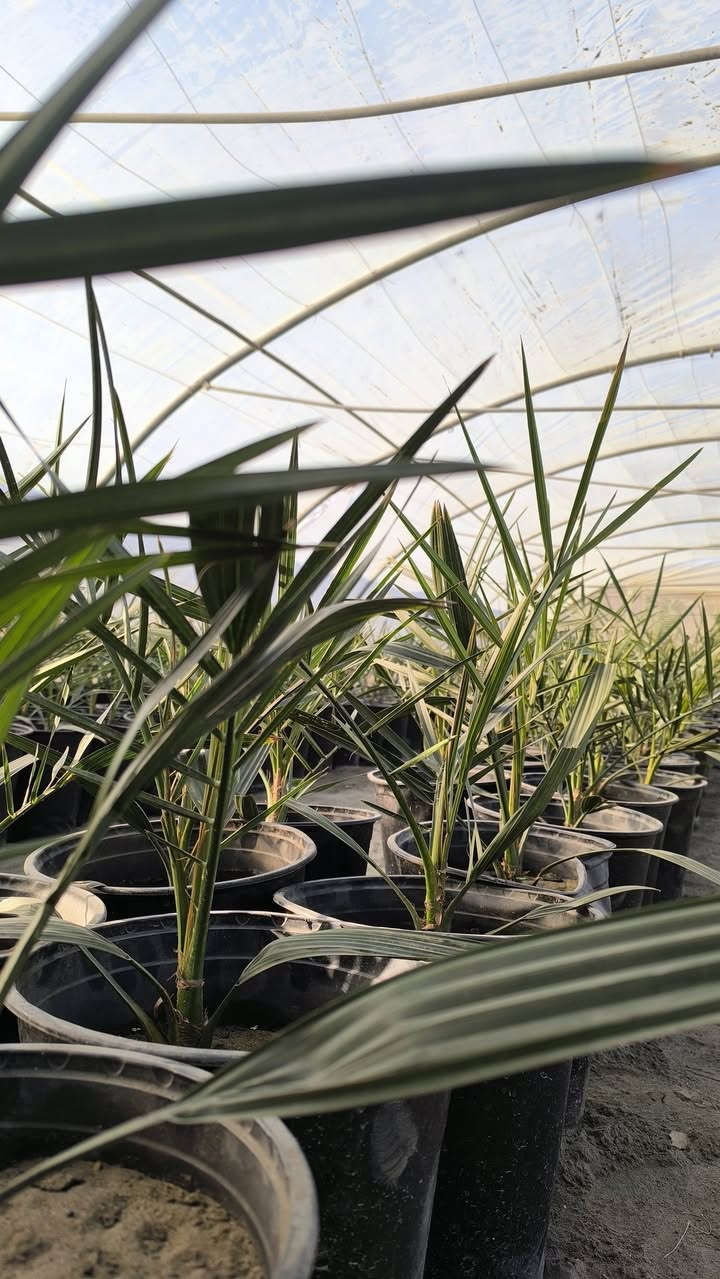 للنخلة ننتمي.. ومنها ننطلق..
لان أول نخلة في التاريخ انطلقت من بابل.. قررنا أن تكون أول نخلة نسيجية تنطلق من البشير..
نحن أول شركة عراقية متخصصة  بالنخيل النسيجي وتعبئة وتعليب التمور.. ومنذ أول نخلة زرعناها في ربوع بلادنا الحبيبة والى آخر نخلة ستزرع.. قررنا أن نبقى معكم من الغرس الى الاثمار.. فلدينا كادر متخصص بتصفير الأرض وتهيئتها للزراعة.. مع توفر خدمات ما بعد البيع والإشراف والمتابعة وغيرها من الخدمات التي توفرها الشركة لزبائنها الكرام..
مع البشير مستقبلك مضمون..
للاستفسار والتواصل:
- قسم المبيعات النخيل : ***********
- قسم المبيعات النخيل : ***********
- قسم الاسمده والتوصيل: ***********
الموقع: محافظة بابل، مدينة الحلة، طريق منطقة عوفي.

#البشير_مشروع_وطن  
#شركة_البشير_العالمية
