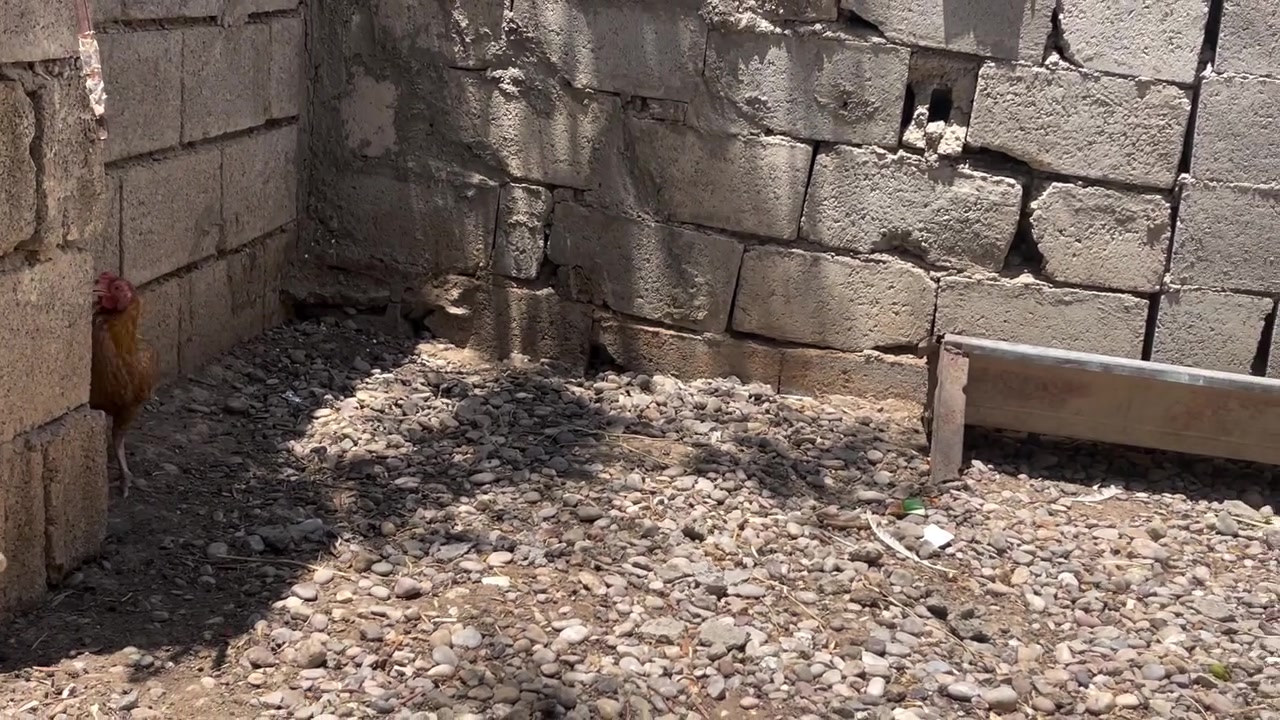 سلام عليكم ٤ دجاجات وديج الديج هندي سعرهن كلهن ٨٠ الف للاستفسار *********** 
ملاحضه ٣لو٢ منهن يبيضن

