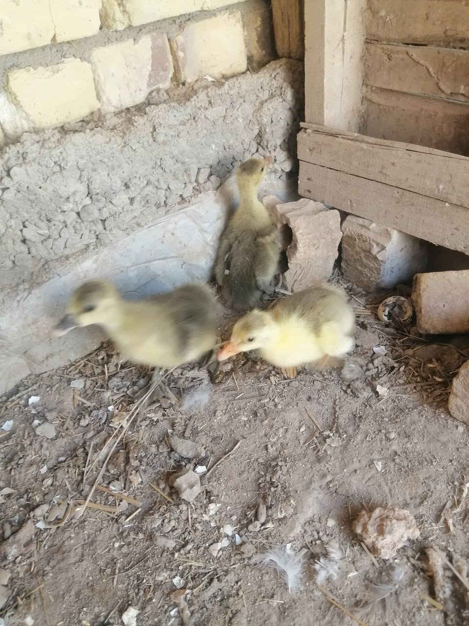 متاح بطه معه افراخهه ثلاثه بيهن ثنين كوبرا واحد عراقي حلوات ونضيفات كلهن عمرهن ٢٥ يوم الي يريدهن بخدمته سعرهن هنه وامهن ب ٥٠ 
توصيل موجود 
#الديوانية_مكانهن.. ***********
