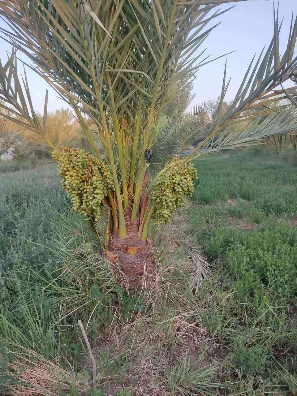 دونمين وبيت وبراني 16متر وبستان نخل 60نخله قريب عل شارع العام طريق زوار 60متر عل شارع العام مدارس متوسطه وبتدائيه كامل خدمات ماي كرهباء   يبعد عن الولايه كيلو  محافضت الديوانيه قضاء شاميه منطقت صوانيع سعر 60 وبي مجال ***********
