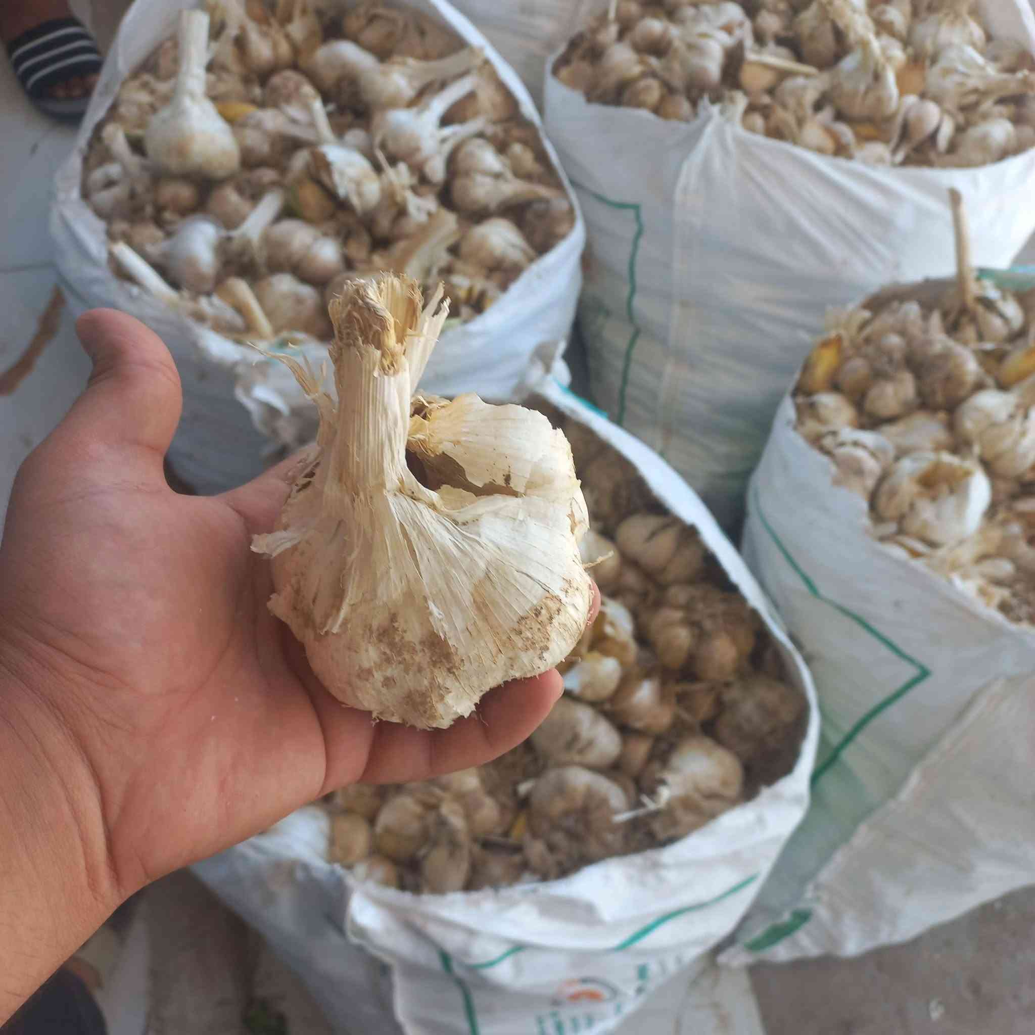 السلام عليكم يتوفر لدينا بذور ثوم عجم درجه اولى ...
للإستفسار الاتصال على ***********
