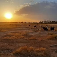 بديالى مندلي • ٣٧٣ دونم • طابو صرف