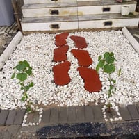 العامري • تنسيق حدائق • البصرة