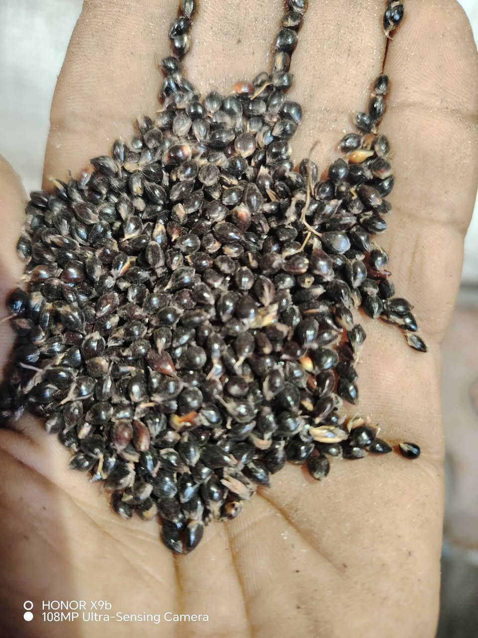 السلام عليكم ورحمة الله وبركاته

جملتنا هي الأفضل تعمل في خدمتكم

إلى أصحاب المحلات التجارية والمزارعون

يعلن مكتب علي العيساوي 🏢 🏢

عن توفر جميع بذور الذره الحشاشه

بيضه حمره سوده صفره 

مع توفر بذور البونيكام

بأسعار انخفاضيه ومناسبه

جمله ## #مفرد

التوصيل مجاني جميع المحافظات
العنوان
بابل الكفل مقابل كراج بني مسلم

***********
*********** كرارالعيساوي
