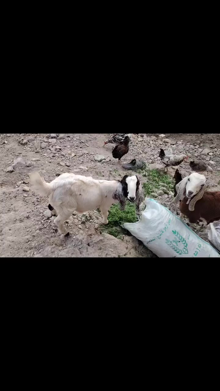 صخول عرضيات نثايه ثنين 🧿🥰


**إذا كنت صاحب هذا الإعلان وتريد حذفه لأي سبب، رجاءا أرسل رسالة إلى الدعم الفني**