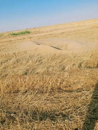 تبن • للبيع