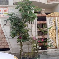 منطقة علاوي أسمر • ١٠٠م • خدمات كاملة