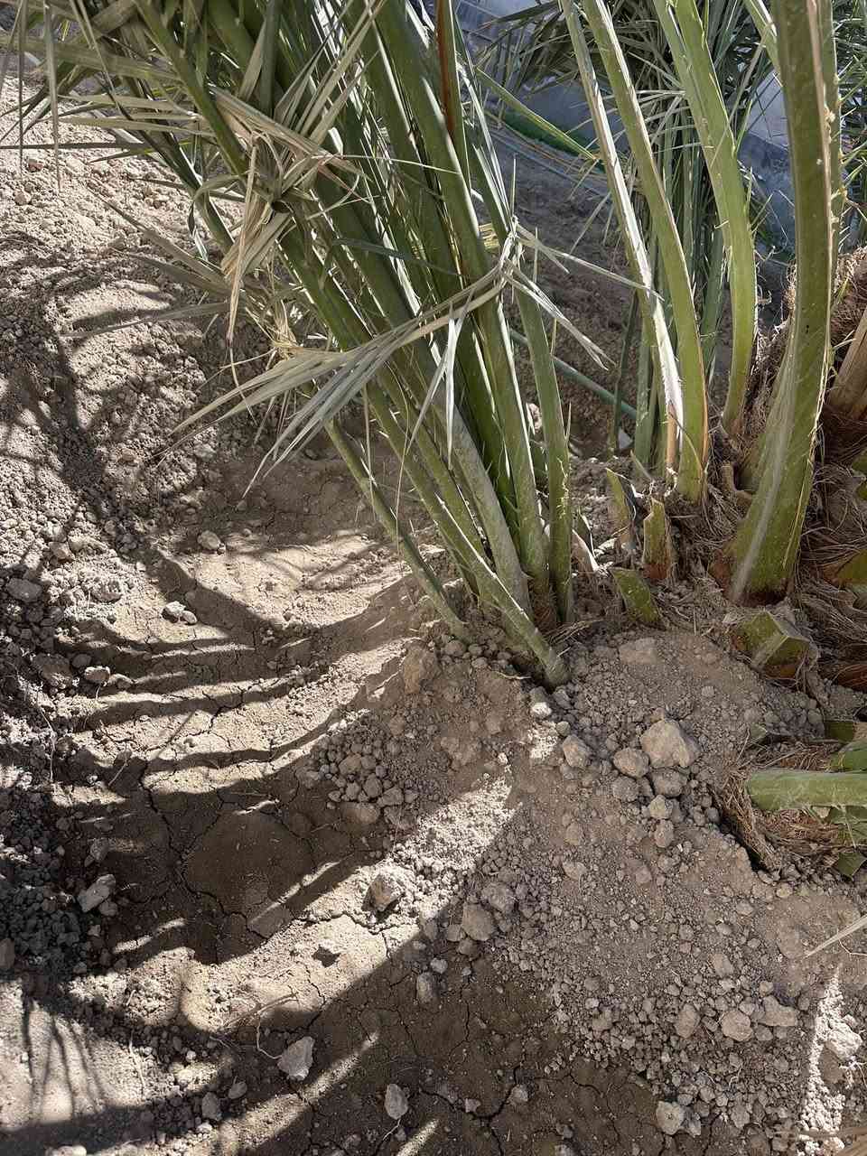 فسائل برحي حر بصرة ابي الخصيب


**إذا كنت صاحب هذا الإعلان وتريد حذفه لأي سبب، رجاءا أرسل رسالة إلى الدعم الفني**