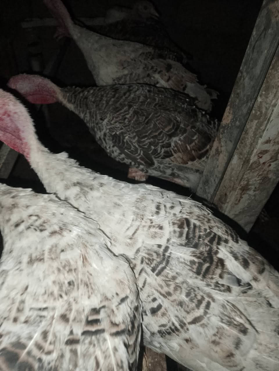 شيش للبيع السعر ٤٥٠٠٠للجوز  الواحد
اتصل ***********
