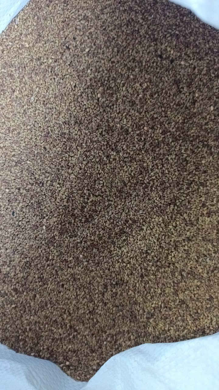 متوفر بذور جت هندي المسمى ( جت الفواكه)
مميزات النبات حسب كاتلوك الشركة

اشتركوا في كروبنا اسمه تجهيزات ( ازرع) متخصص في عرض البذور والاسمدة والمبيدات والاستشارات الزراعية
............................................

١- صنف سريع النمو مقارنتاً بالاصناف المحلية كونه معدل معملياً

٢- يتحمل درجات الحرارة العالية ولا يتاثر الانتاج

٣_ يتحمل انخفاض درجات الحرارة ويبقى منتجاً ولا يتوقف الا بالصقيع البارد جدا

٤_ يتحمل الملوحة القليلة والمتوسطة

٥_ يعطي ارتفاع يصل الى ٧٠ الى سم اذا كانت الخدمة التسميدية جيدة

٦_ يدوم بالارض حتى ٥ سنوات

٧_ يعطي حشات عديدة  سنوياً

٨_ يعطي الدونم الواحد من ١٨ الى ٢٥ طن سنويا علف اخضر

٩ نسبة البروتين فيه من  ١٢ الى ١٥ ٪ حسب قوة الارض والاضافات التسميدية وعمر النبات بالقص

١٠_ يفضل تسميده بالاسمدة الحيوانية وتعتبر هي افضل الاسمدة لهذا الصنف ليكون قد قلل مصاريف الاسمدة الغالية

سعر الكيلو  ( ١٢٠٠٠) 

يوجد منه اكياس ٢٥ كيلو

يوجد حجز و توصيل لكل المحافظات

هاتف / ***********
