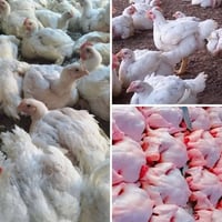 دجاج حي • توصيل مجاني • الديوانيه