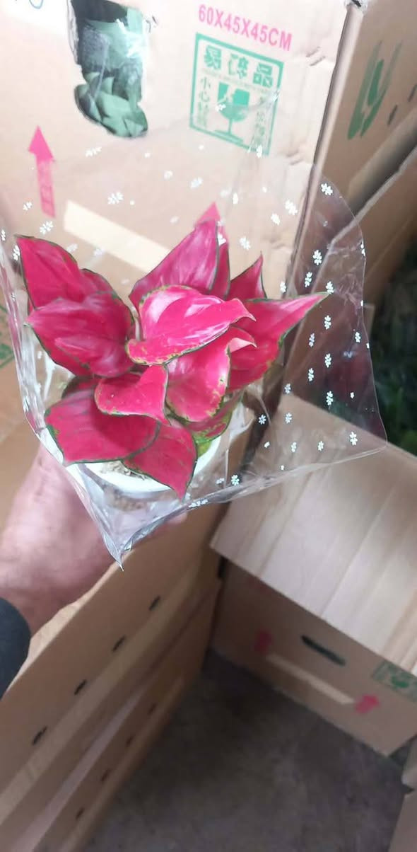 ياالله ... وجبه جديده🔥
#معرض_زهره_الگاردينيا 🌿💚 

"🌿💚 نباتات ظلية مُستوردة 🌸

- أنواع فاخرة ومُختارة بعناية
- جودة عالية وضمان استمرار النمو
- توصيل سريع لجميع المحافظات

مستلزمات النباتات توفرت كلها يمنا ✨
(برلايت/بيتموس/احجار الليكا/مجذر/مقوي / احجار ملونة/سماد  )
 انواع السنادين بلاستك وسيراميك ☘️✨
العنوان // بغداد سبع ابكار 
التوصيل// متوفر لكل المحافظات  

للحجز والاستفسار، راسلونا على الصفحة 📲💬
 هذا الرقم بي واتساب 
***********

أسعارنا تنافسية وخدمتنا مميزة 🌟 
 معرض زهره الگاردينيا  - وين ما تحتاجون النبات، احنا بخدمتكم  🌿💕

#مشتل_ومعرض_زهره_الگاردينيا #نباتات_ظلية #مستوردة #بيع #العراق" #اكسبلور #نباتات
#نباتات_منزلية #مشتل #ازهار #ورود #ورد_طبيعي
