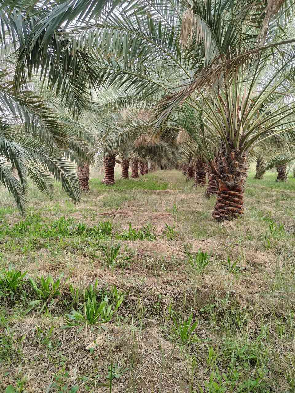 سلام عليكم
بستان للبيع المساحه 3دونم وشاطي 2دونم يصيرن 5دونم يحتوي على 80برحيه كلهن حمالات مع اصناف اخرى شويثي اسود وشويثي اصفر ومبروم وكنطار وبريم ومجهول المكان بين ناحيه الفضليه وسوق الشيوخ مقابيل شركه السطح الامين للاستفسار الاتصال على الرقم ***********
