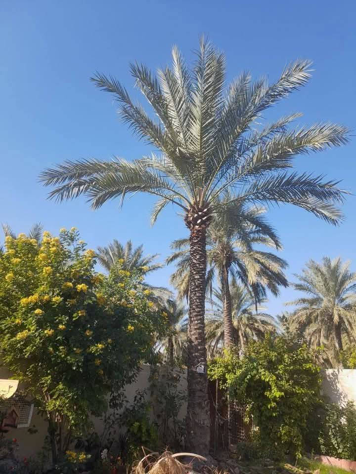 السلام عليكم 
صاعود نخيل 
(تنظيف )(تكريب)( تلقيح) (معالجةالنخيل بالمبيدات )
( ربط نشرات ضوئية )
مثل ما واضح بالصور
للاستفسار اكثر الاتصال على الرقم التالي 
*********** واتساب 
*********** واتساب 

فضلاً وليس أمراً الي يكدر يخلي لايك حتة المنشور يصعد والناس تستفاد منه 
#احمد الجبوري
