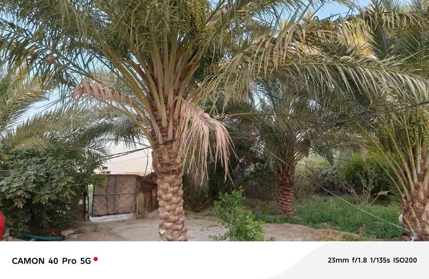 بستان للبيع
٣دونم  
 بيت ٣٠٠ متر كامل
٣غرفه 
مطبخ 
ستقبال ١١متر معزول 

 حديقة 
يبعد عن الاويه ٣كيلو 
الموقع المعبره 
***********
