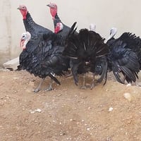 موصل • نضيف • ملحقات