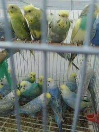 بصره • طيور حب • رينبو