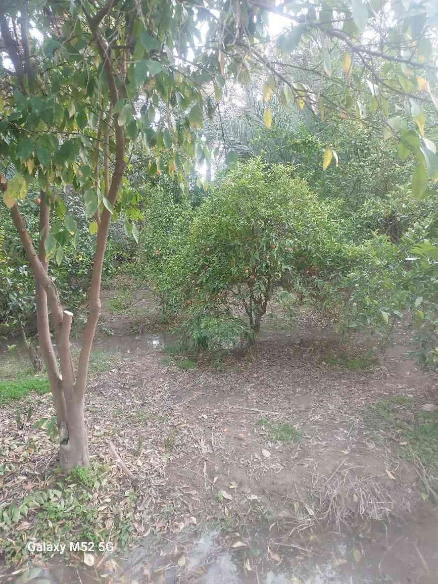 سلام عليكم توجد مزرعة للبيع مساحه دونم يحتوي على بيت البيت يتكون من 2 غرف نوم  واستقبال ومطبخ وصحيات طابو زراعي سند25 تحويل بسم المشتري مباشر العنوان بغداد الراشديه قرب البحيرة الاتصال على الرقم ***********
