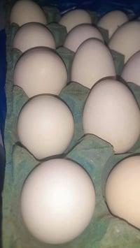 بيض دجاج • عرب • طبقة ونص