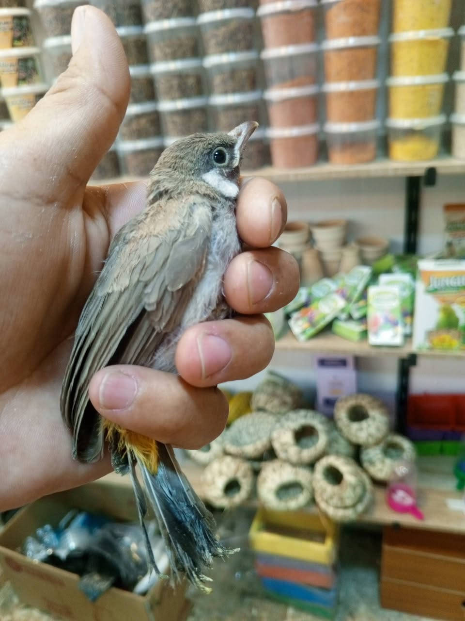 يتوفر افراخ بلابل  نص ذيل يعني ما يتعب جاهز اليفات مال ديالى شرط. عنوان محل ريش الذهب الكريعات قرب مدرسة شمس العراق 
***********
