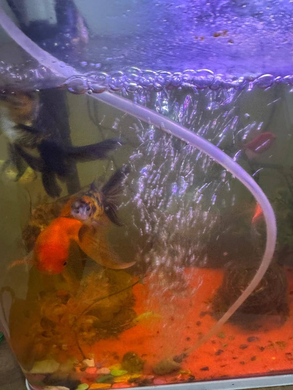 حوض سمك
بي فلاتر 2 
وبي ماطور اوكسجين
وبي هيتر
وبي اسماك مشكل كبار وصغار
وسمكتين كبار ماخذ لوحدة ب 50 الف 
السعر 150 وبي مجال للشراي


**إذا كنت صاحب هذا الإعلان وتريد حذفه لأي سبب، رجاءا أرسل رسالة إلى الدعم الفني**