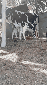 اللهم صلي على محمد وآل محمدبجر هولشتاين رقم واحد ام 2بطن وراها توم عجل وبجر خشانه وماعون وهيكل مفصل تفصال ارتفاع 9بلوكات حليب خيرات الله ودسامه وهداوه طفل مره رجال اي شخص يحلب متعهده بكافه شروط الجني للاستفسار ***********بابل ناحيه الشوملي يوجد توصيل للمحافضات ***********
