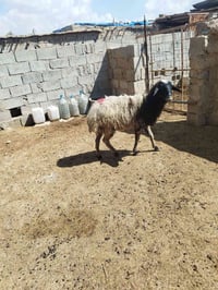 نعجه للبيع سعرها 250 الف الاتصال على الرقم 07731328115//07824205910