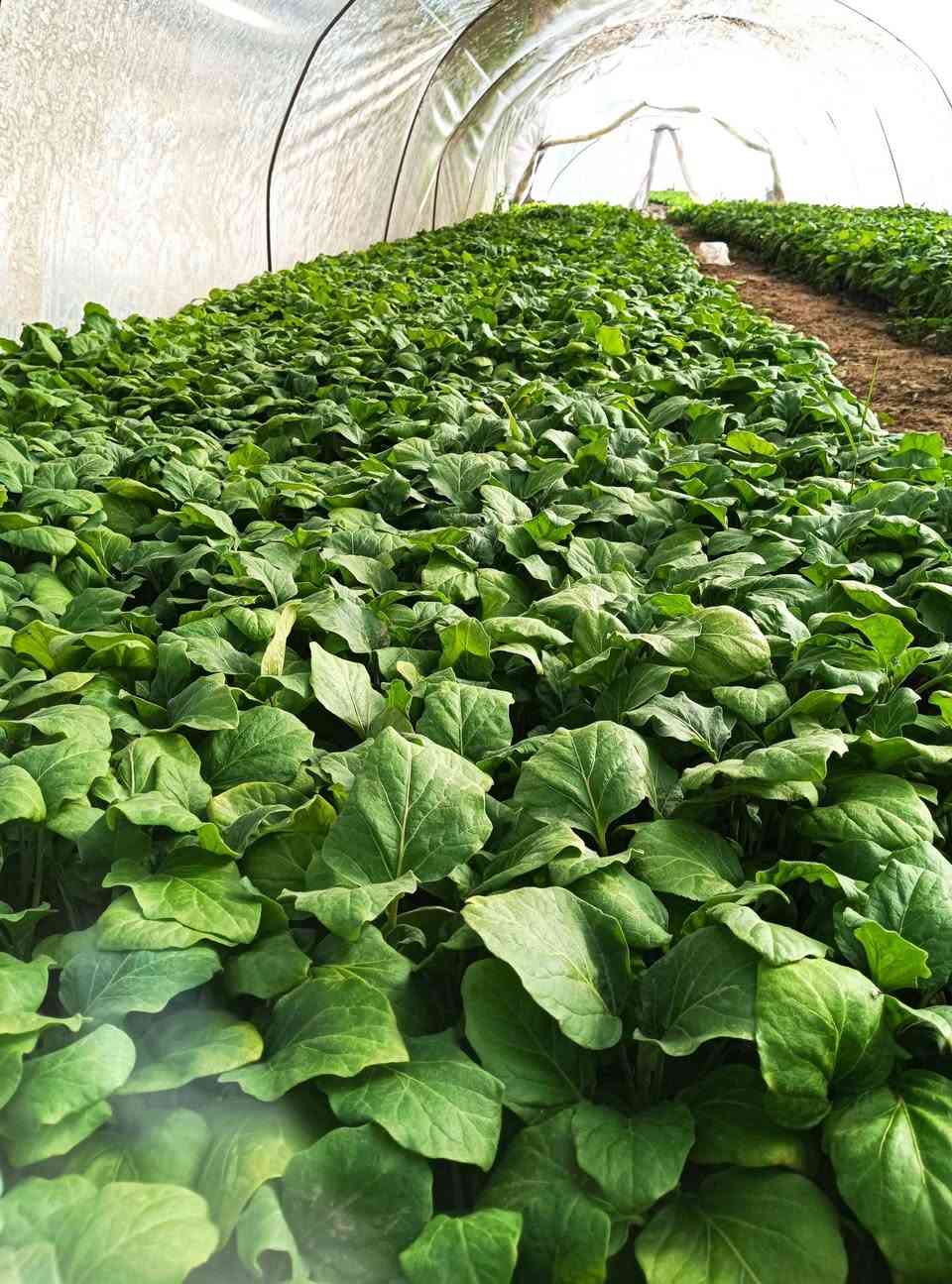 السلام عليكم اخوان توجد دايا مال بيتنجان البزر سوري اتعهد بالنوعيه مثل ما موضح بالصوره المكان بابل النيل جسر كيش اتصل على الارقام  ***********ا ***********
