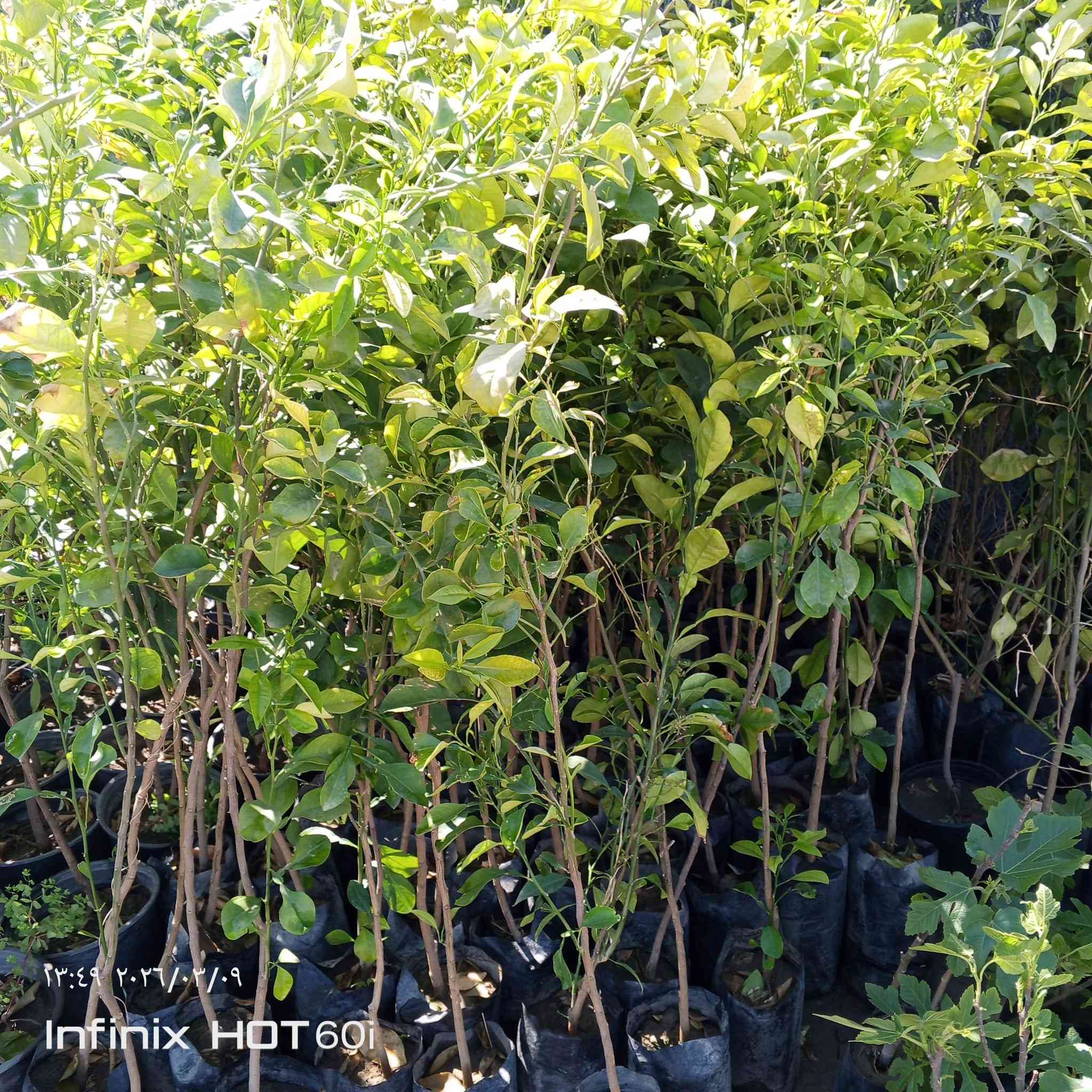 كل ماهو جديد ومتميز العنوان الشارع العام مجاور جملوانت مجمع كوري استفسار ***********/***********
