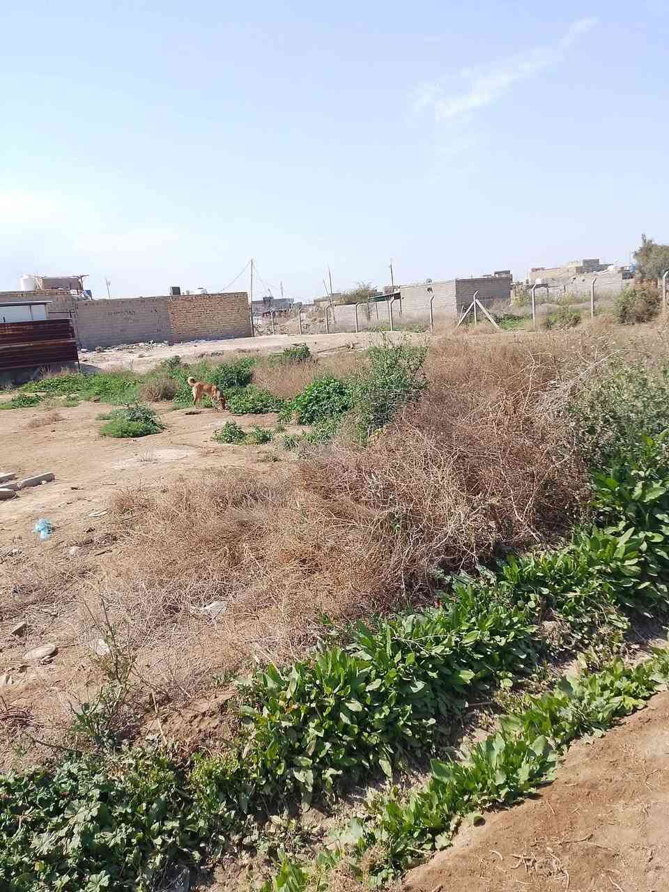 السلام عليكم كاع زراعية للبيع خلف طاقة الكهرباء قريبة على طريق الزوار 500م عن طريق الزوار المساحة 1000م مربعة شارعها 10م مسيجة يتوفر كافة الخدمات ماء كهرباء مولدة قريب عليها العنوان ديوانيه قريبه الخدم الجديد خلف الطاقه قريبه على نزل السامي انا اللي يريد 400 ابيعه اريد 300 ابيعه السعر ب 17 وبيها مجال بيع مستعجل حمد***********##@***********
