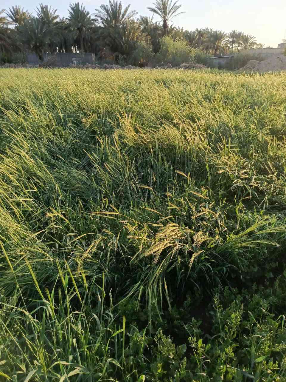 ارض ضمان
ارض ضمان
يتوفر ارض ضمان (14 دونم) قريبة على الشارع ويتوفر كافة الخدمات من الماء والشارع ومحاطة بالانهر من جهاتها والتفاصيل داخل الصور وللاستفسار اكثر اتصال‏‪***********‬‏
