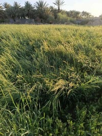 ارض ضمان ارض ضمان يتوفر ارض ضمان (14 دونم) قريبة على الشارع ويتوفر كاف...