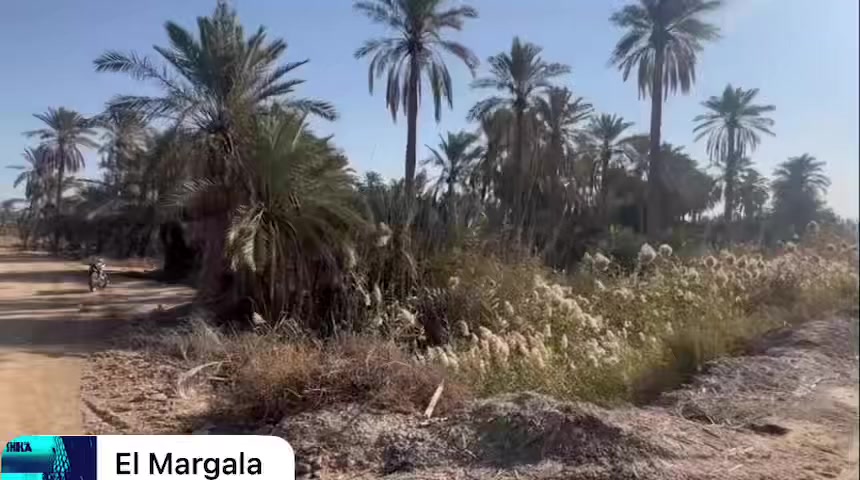 السلام عليكم بستان  البيع الوجه 12 النزال 125 بستان مرتب بس متروك كلشي متوفر يمه ماي كرهباء شارع 10 بسعر مناسب كلش الستفسار ***********
