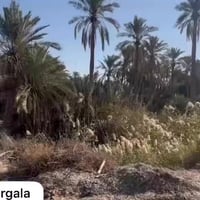 بستان  البيع الوجه 12 النزال 125 بستان مرتب بس متروك كلشي متوفر يمه ما...