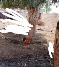 ديوكة دجاج العدد 3  مالات السنه السعر 50 قفل  الاتصال على الرقم 077544...