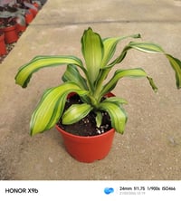 نباتات داخلية • ستاندات • كركوك