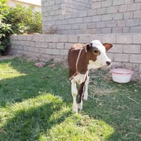 بقرة • حليب ٥ بطاله • سمتال اصلي