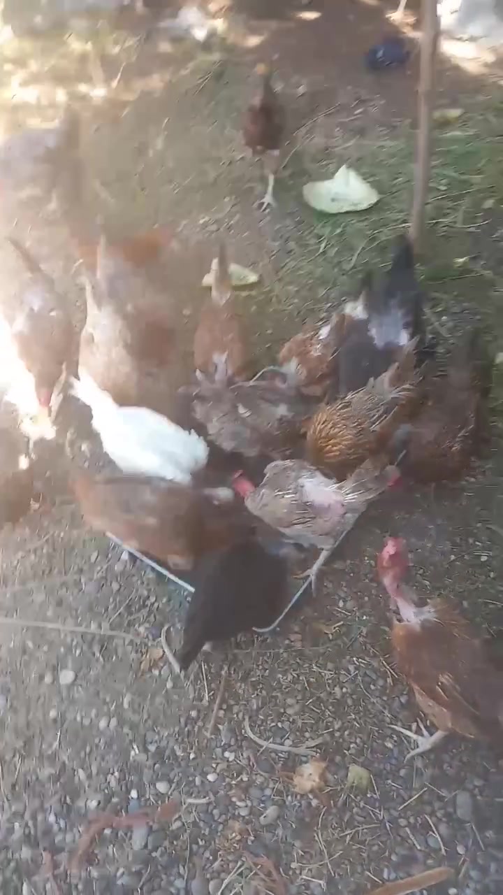 للبيع دجاج عرب خشن وبياض ومالات بيت سعر الدجاجه اب ١١قفل مكاني بيجي


**إذا كنت صاحب هذا الإعلان وتريد حذفه لأي سبب، رجاءا أرسل رسالة إلى الدعم الفني**