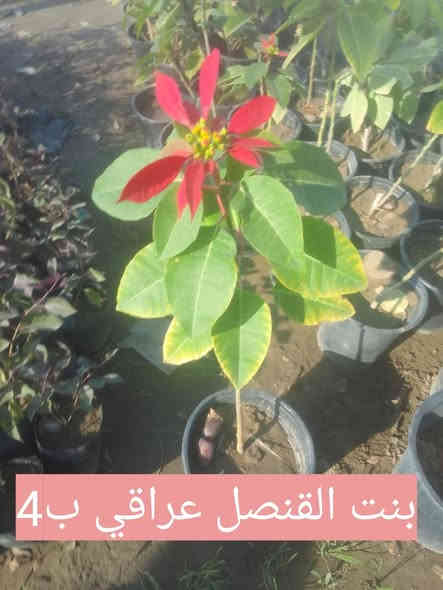 مجموعة من النباتات الشمسية والضلية .. بيع بالتوصيل فقط بعض مناطق بغداد .. الطلب راسلونا على  الخاص..او مراسلة واتس اب ***********
