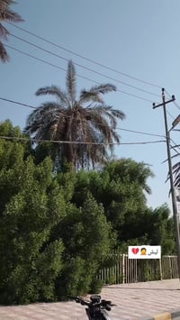 سكنس جبلي • نجف كوفة • كلج خلفي