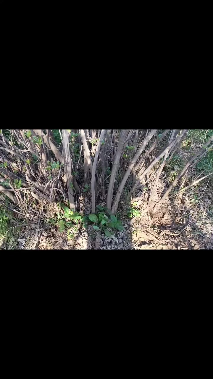 السلام عليكم 
متوفر بيش تين حسب الطلب وحسب الحجم 
متوفر كميات نوعية زينة تين الديرة 
وتريد تجي تشوف وتشلع بيدك 
سعر من الف 1000 وانت صاعد حسب الحجم 
متوفر ماسنجر واتصال *********** بي واتساب
مكان شهربان الهارونية
