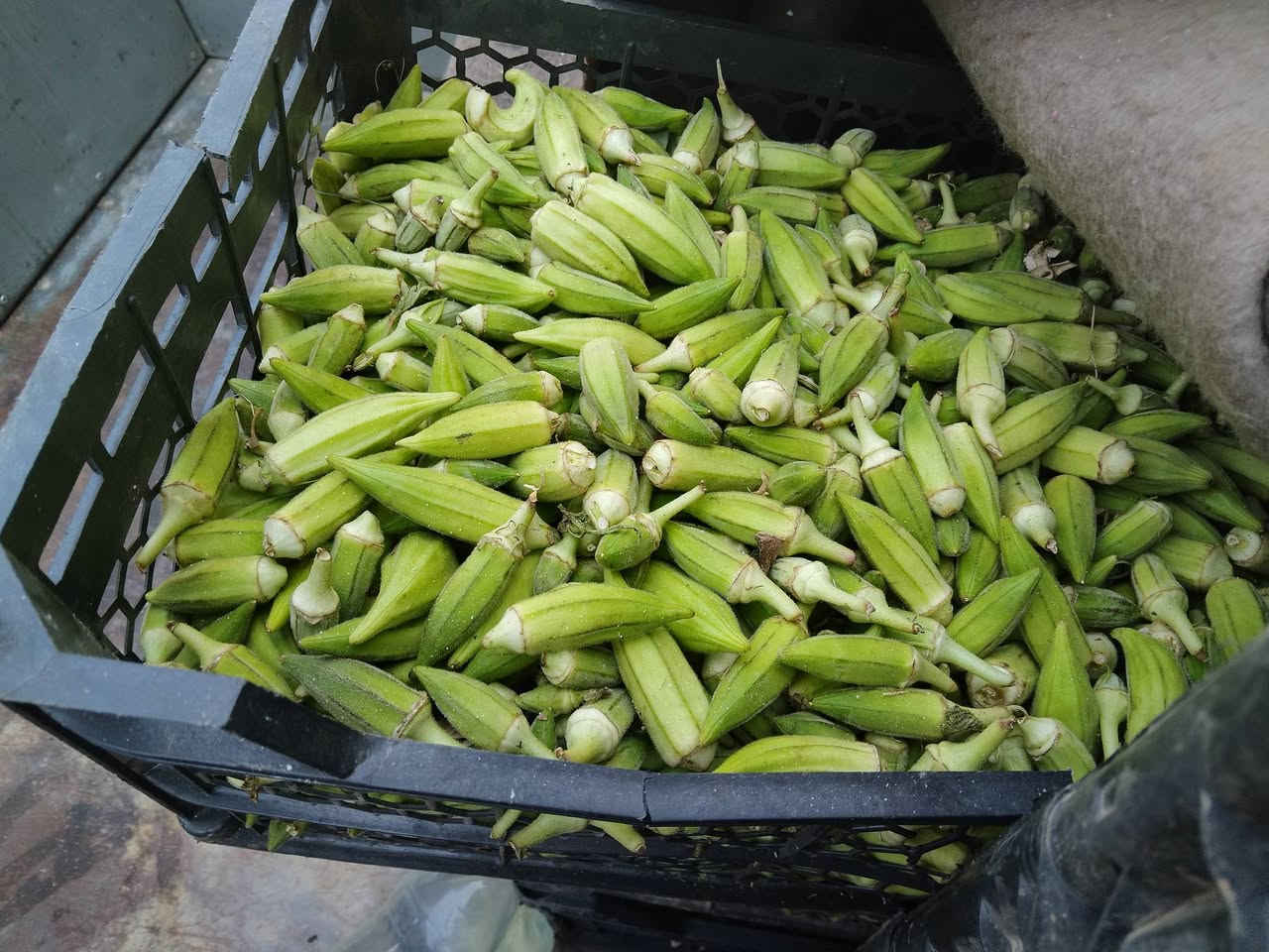 السلام عليكم توفرت الباميه خظره وتازه كيلو الفين ونص  ومنظف ومكيس كيلو 3000 للحجز ادخل خاص يوجد لدينا توصيل جميع مناطق كركوك


**إذا كنت صاحب هذا الإعلان وتريد حذفه لأي سبب، رجاءا أرسل رسالة إلى الدعم الفني**