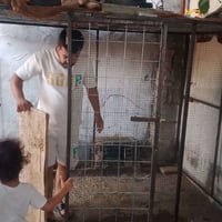 محمية • طيور حب • للبيع