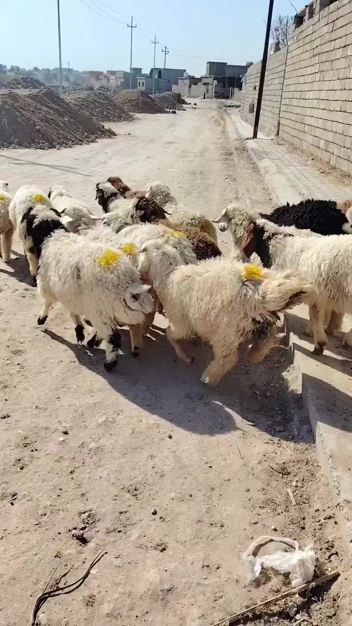 من رخصت الأدمن المحترم
اخوان أذكرو الله وصلو على النبي
للبيع طليان العدد 20+ و فطايم 4 ناصحات شرط النصاحه تريدهن ربط او ذبح درجى أولى گصه وحدة مراح واحد خشانه فول شرط مكفولات من كل عيب ابيع شلع مكاني صلاح الدين بيجي للاتصال *********** اسيا ***********
